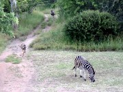 072  zebras.JPG
